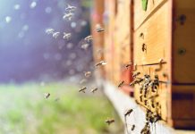 Honey Money // Honey might be the only food that never spoils, but there are lots of rotten things in the honey industry (and in your honey bear bottle).