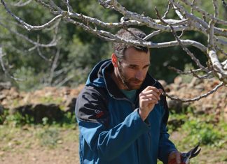 Saving the Seven Species // Preserving the shivas haminim of Eretz Yisrael