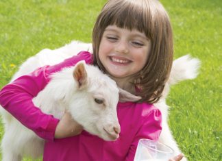 The Goat Lady // Miraculous milk with the power to heal?